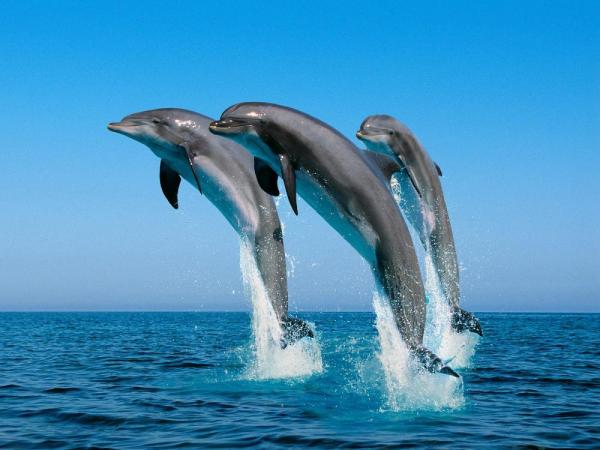 dolfijnen.jpg